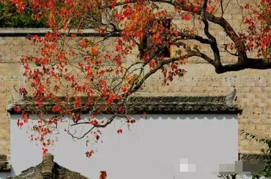 国内旅游景点推荐：塔川的秋天美过九寨沟